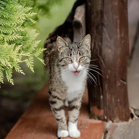 度假居 Dom Na Mazurach Balia Z Jacuzzi Gora (Pisz)